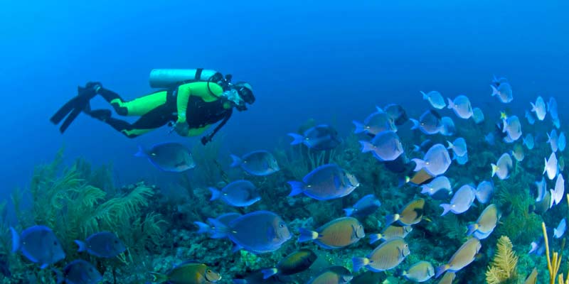 Scuba Diving Costa Maya Cruise Ship Port Photo of Scuba Diving in Costa Maya