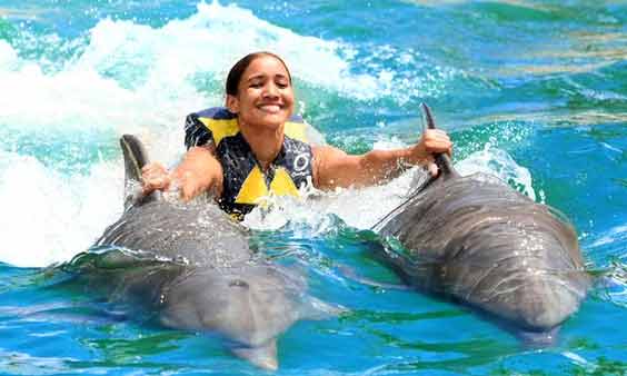 Swim with Dolphins in Amber Cove Cruise Ship Port Photo of swim with Dolphins