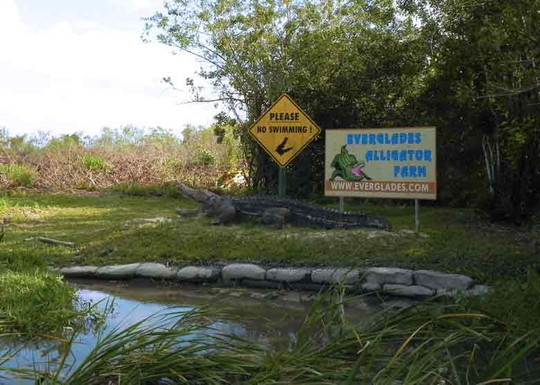 Everglades National Park Miami Cruise Port Photo of the Everglades National Park in Miami