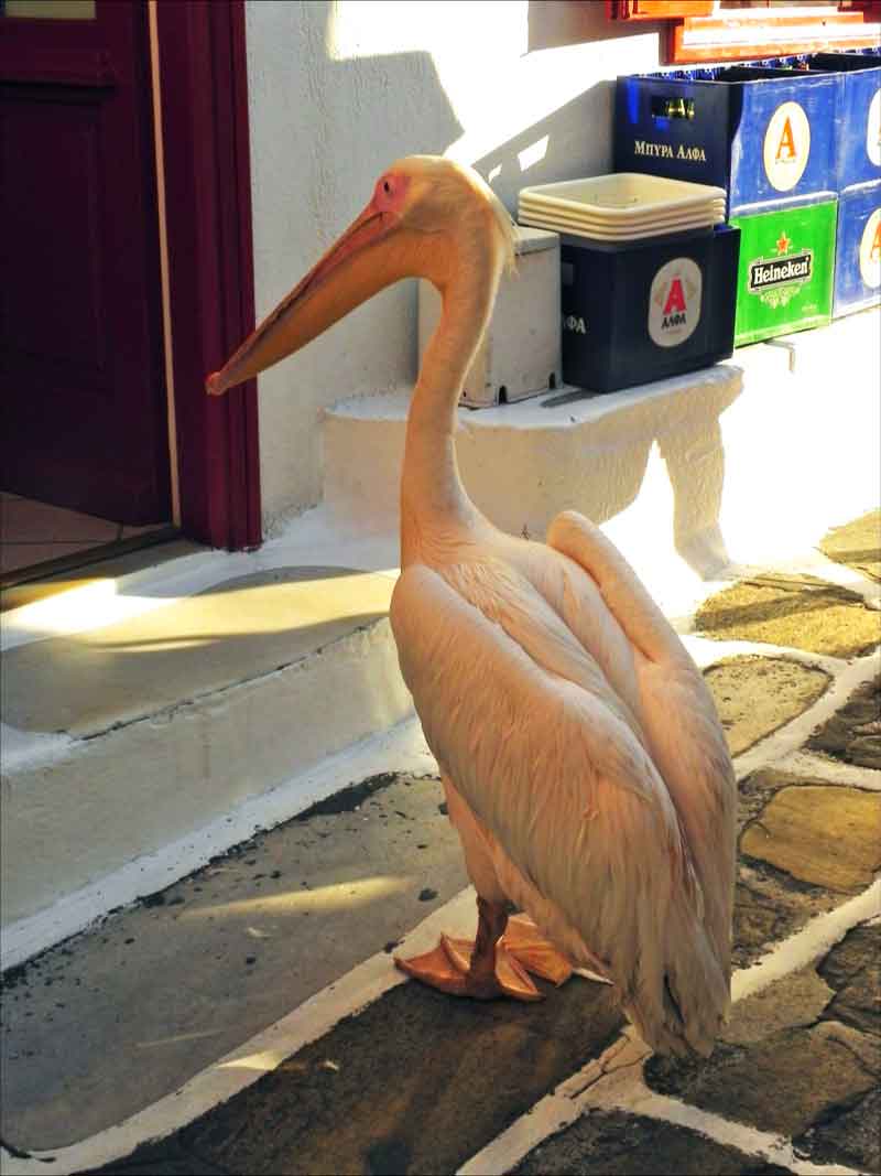 Petros the Pelican Mykonos Cruise Port Photo of Petros the Pelican in Mykonos, Greece.