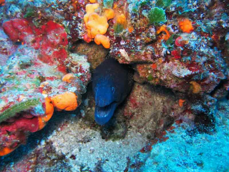 Photo of Reef in Mykonos, Greece.