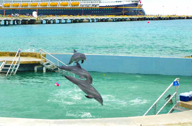 Dolphin Discovery Costa Maya Cruise Ship Port Photo of Dolphin Discovery in Costa Maya